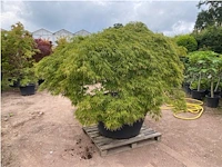 Acer dissectum - afbeelding 1 van  4