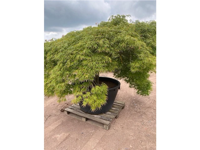 Acer dissectum - afbeelding 2 van  4