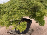 Acer dissectum - afbeelding 2 van  4