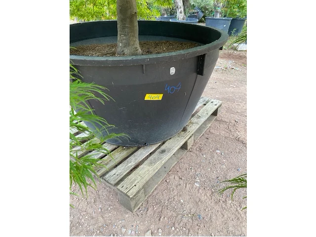 Acer dissectum - afbeelding 4 van  4