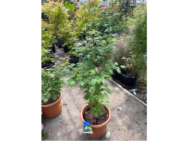 Acer north wind - afbeelding 1 van  3