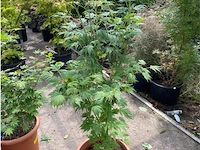 Acer north wind - afbeelding 1 van  3