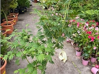 Acer north wind - afbeelding 2 van  3