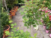 Acer north wind - afbeelding 2 van  3