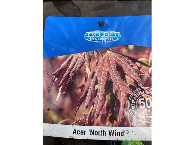 Acer north wind - afbeelding 3 van  3