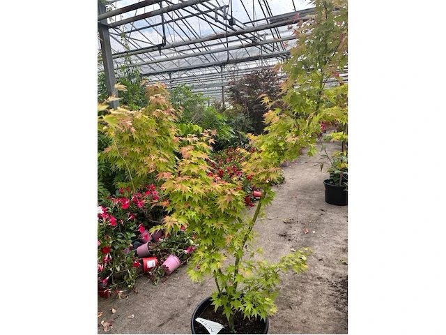 Acer orange tree - afbeelding 1 van  2