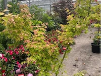 Acer orange tree - afbeelding 1 van  2