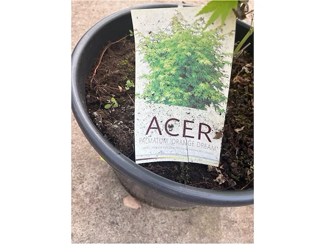 Acer orange tree - afbeelding 2 van  2