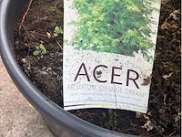 Acer orange tree - afbeelding 2 van  2