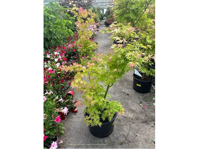 Acer orange tree - afbeelding 1 van  2