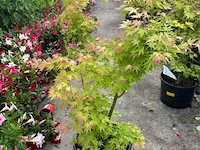Acer orange tree - afbeelding 1 van  2