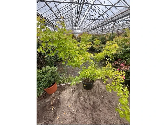 Acer palmatum emerold lace - afbeelding 1 van  2