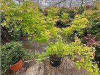 Acer palmatum emerold lace - afbeelding 1 van  2