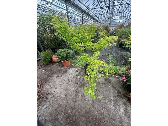 Acer palmatum emerold lace - afbeelding 2 van  2