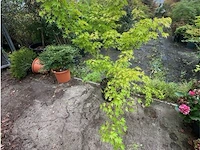 Acer palmatum emerold lace - afbeelding 2 van  2