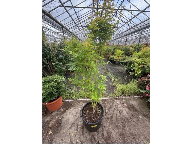 Acer palmatum emerold lace - afbeelding 1 van  2