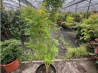 Acer palmatum emerold lace - afbeelding 1 van  2