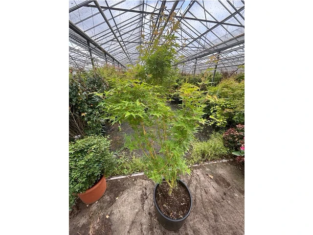 Acer palmatum emerold lace - afbeelding 2 van  2