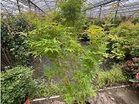 Acer palmatum emerold lace - afbeelding 2 van  2