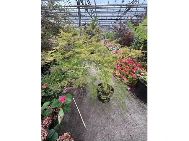 Acer palmatum emerold lace - afbeelding 1 van  2