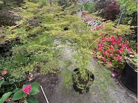Acer palmatum emerold lace - afbeelding 1 van  2