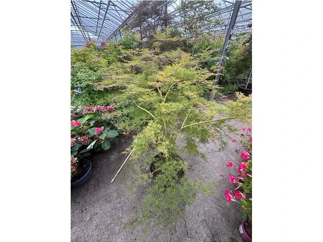 Acer palmatum emerold lace - afbeelding 2 van  2