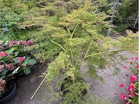 Acer palmatum emerold lace - afbeelding 2 van  2