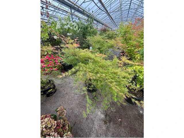 Acer palmatum emerold lace - afbeelding 1 van  2
