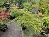 Acer palmatum emerold lace - afbeelding 1 van  2
