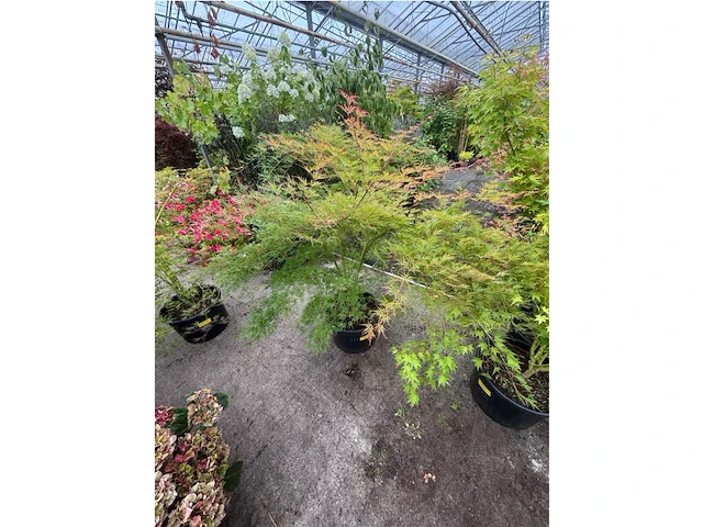 Acer palmatum emerold lace - afbeelding 2 van  2