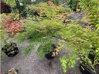 Acer palmatum emerold lace - afbeelding 2 van  2