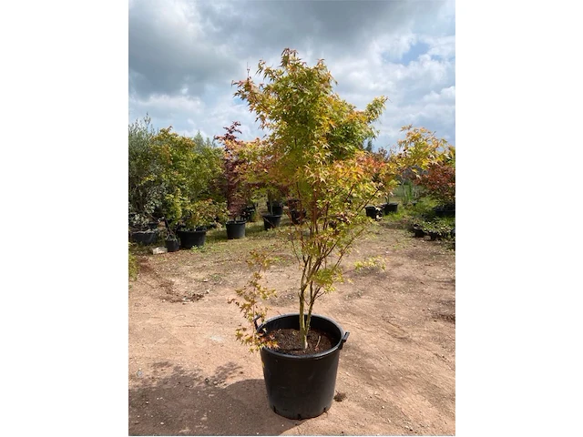 Acer palmatum green tip - afbeelding 1 van  2