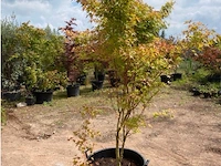 Acer palmatum green tip - afbeelding 1 van  2