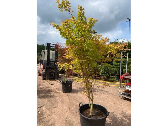 Acer palmatum green tip - afbeelding 2 van  2