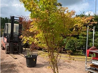 Acer palmatum green tip - afbeelding 2 van  2