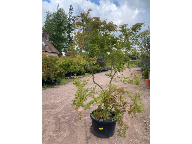 Acer palmatum green tip - afbeelding 1 van  3