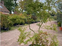 Acer palmatum green tip - afbeelding 1 van  3