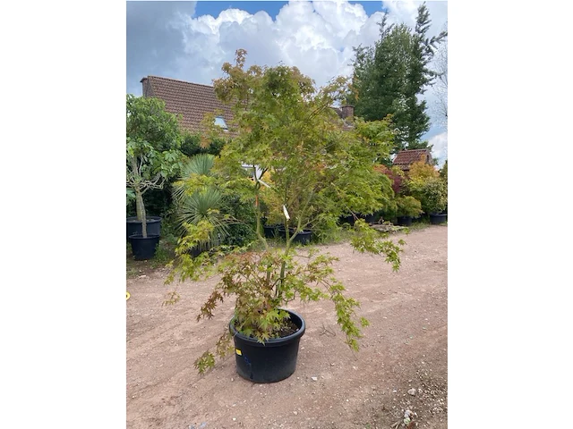 Acer palmatum green tip - afbeelding 2 van  3