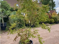 Acer palmatum green tip - afbeelding 2 van  3