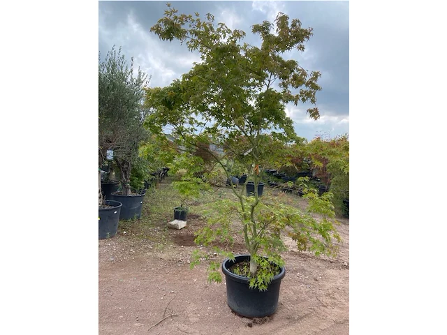 Acer palmatum green tip - afbeelding 3 van  3