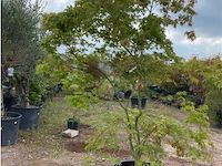 Acer palmatum green tip - afbeelding 3 van  3