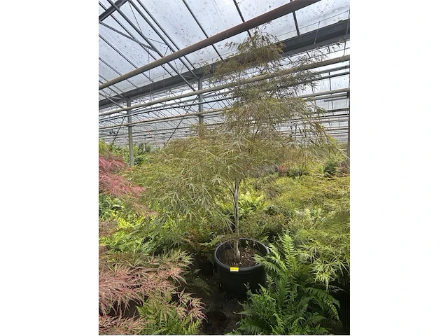 Acer palmatum kiyo hime - afbeelding 1 van  3