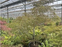 Acer palmatum kiyo hime - afbeelding 1 van  3