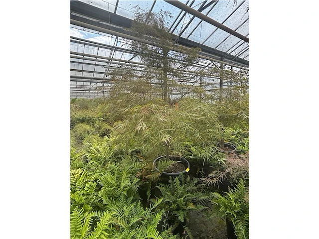 Acer palmatum kiyo hime - afbeelding 2 van  3
