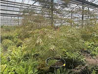 Acer palmatum kiyo hime - afbeelding 2 van  3