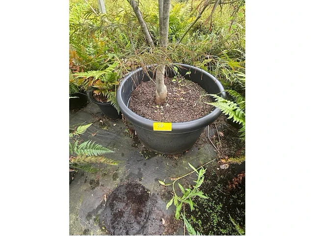 Acer palmatum kiyo hime - afbeelding 3 van  3