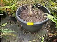 Acer palmatum kiyo hime - afbeelding 3 van  3