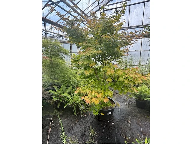 Acer palmatum osokosuki - afbeelding 1 van  3
