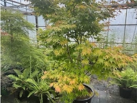 Acer palmatum osokosuki - afbeelding 1 van  3