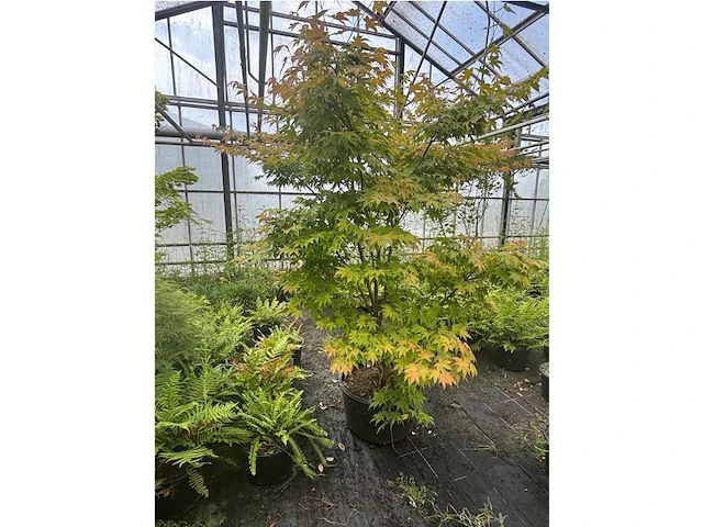 Acer palmatum osokosuki - afbeelding 2 van  3